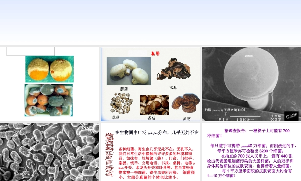 2022年医学专题—第一节.细菌和真菌的分布.ppt