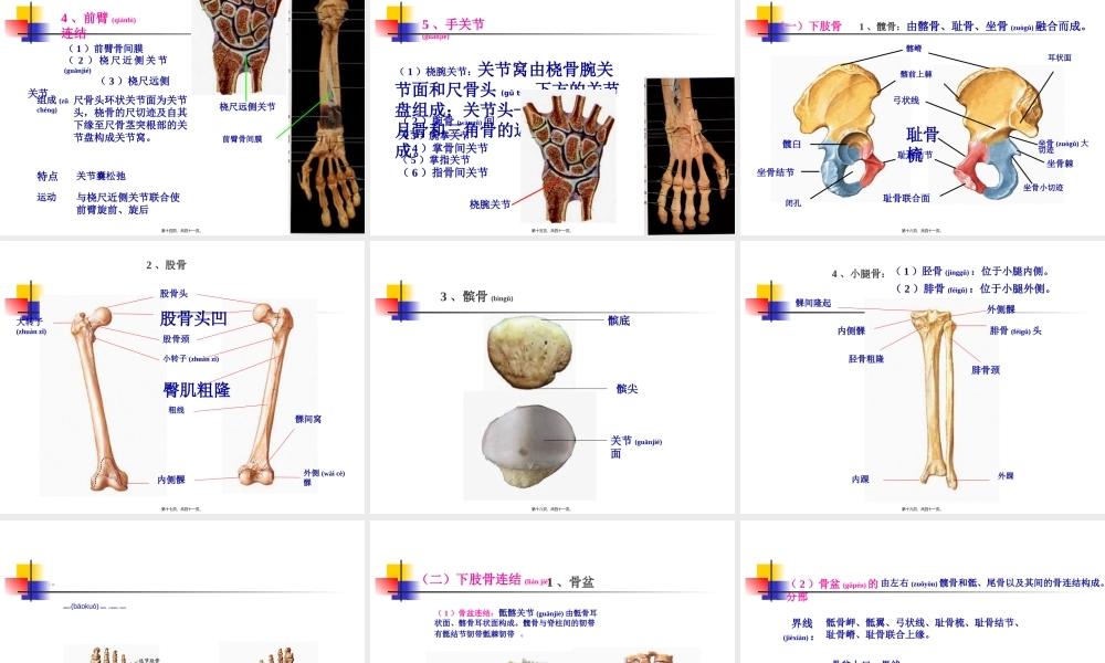 2022年医学专题—第四节-四肢骨及其连结.ppt