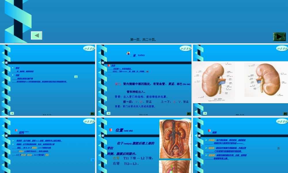 2022年医学专题—泌尿系统.ppt