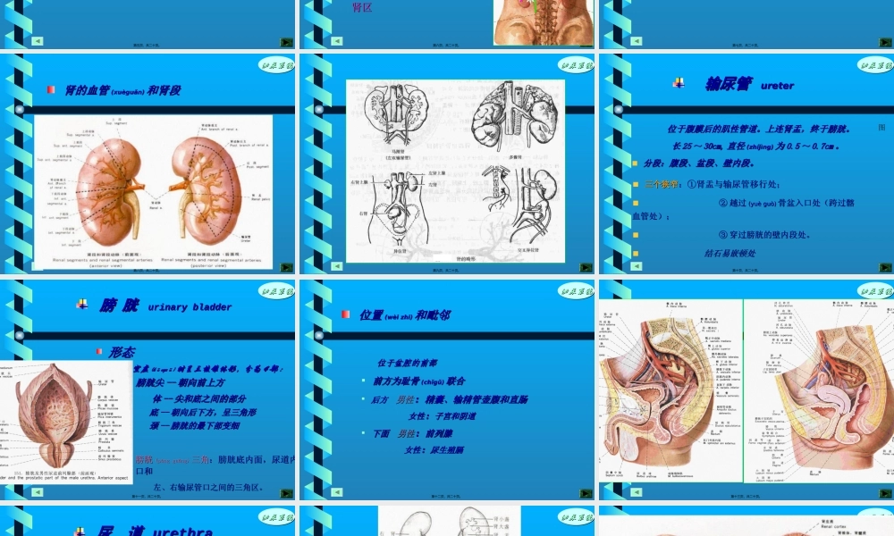 2022年医学专题—泌尿系统.ppt