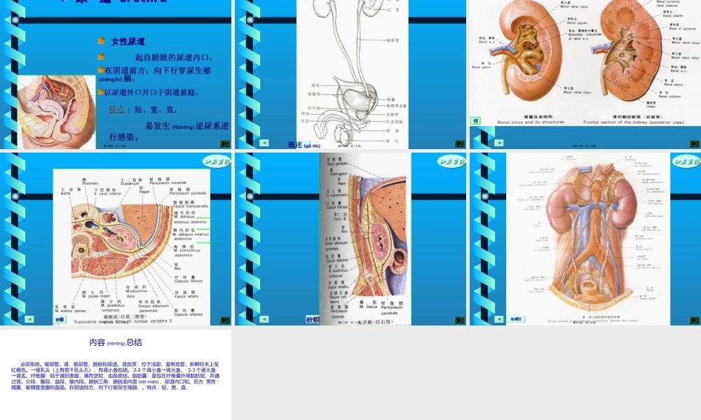 2022年医学专题—泌尿系统.ppt