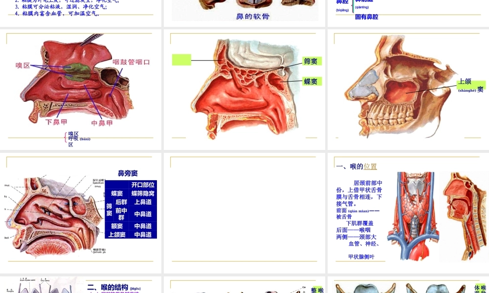 2022年医学专题—第六章---呼吸系统.ppt
