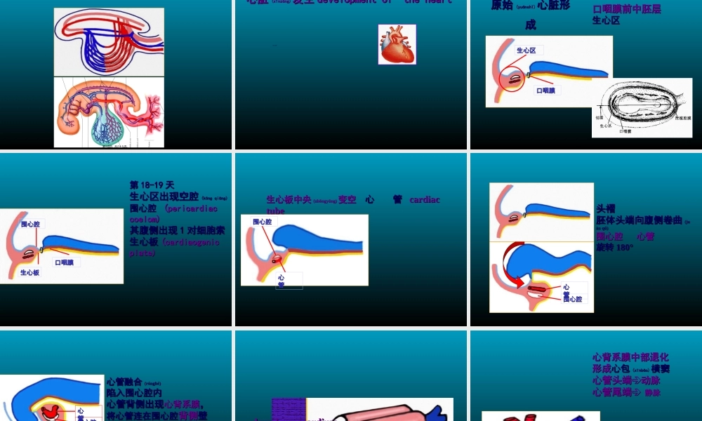 2022年医学专题—组织学与胚胎学-心血管系统发生.ppt