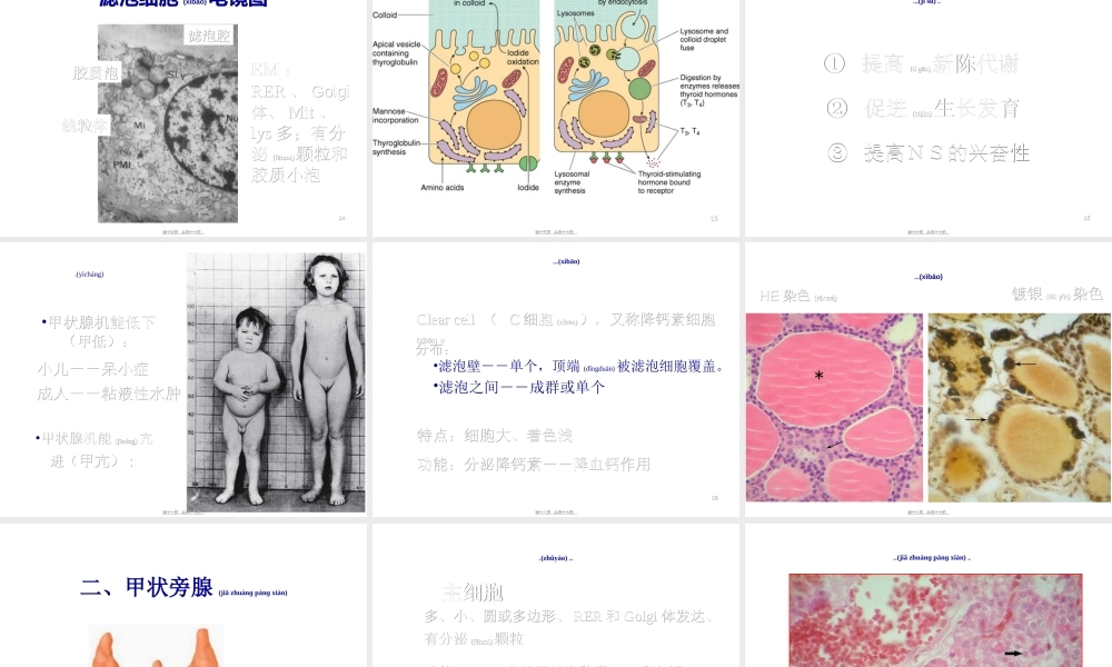 2022年医学专题—组织胚胎学内分泌系统.ppt