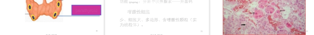 2022年医学专题—组织胚胎学内分泌系统.ppt