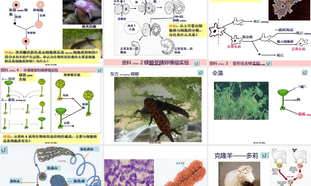 2022年医学专题—细胞核的结构和功能.ppt