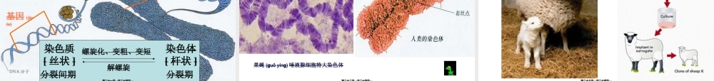 2022年医学专题—细胞核的结构和功能.ppt