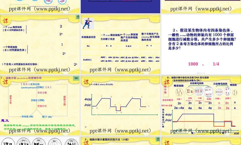 2022年医学专题—细胞的减数分裂.pptx