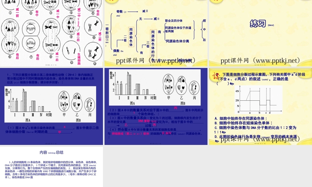 2022年医学专题—细胞的减数分裂.pptx