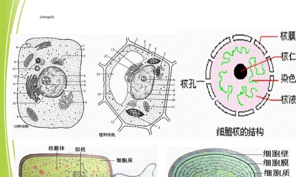 2022年医学专题—细胞的多样性和统一性(共24张PPT).ppt
