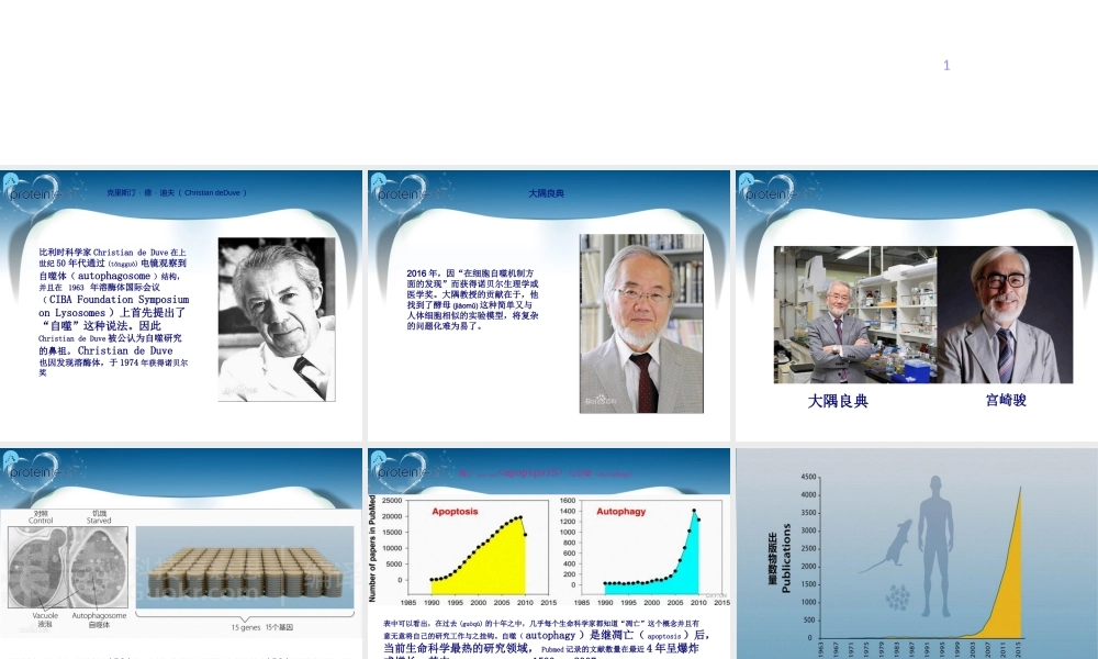 2022年医学专题—细胞自噬机制.ppt