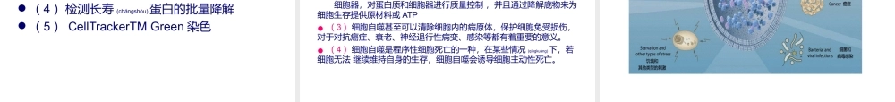 2022年医学专题—细胞自噬机制.ppt