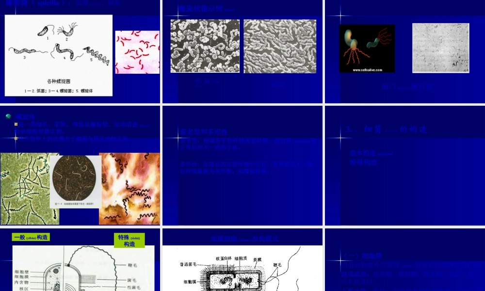 2022年医学专题—细菌的形态和结构.pptx