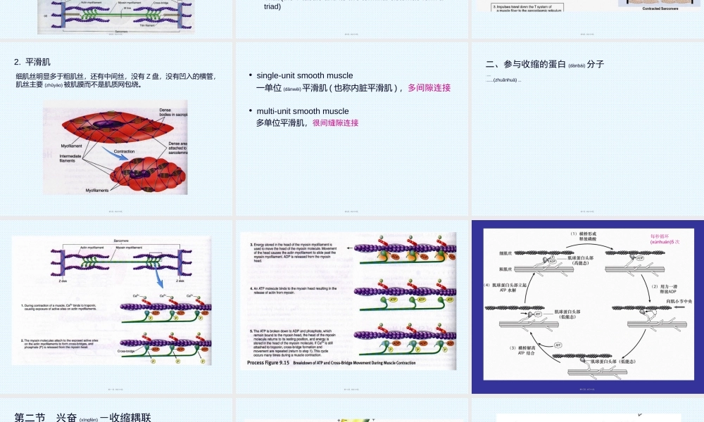 2022年医学专题—肌细胞的收缩功能-(2)资料.ppt