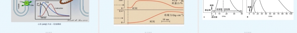 2022年医学专题—肌细胞的收缩功能-(2)资料.ppt