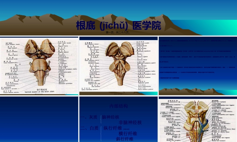 2022年医学专题—脑干外形核.ppt