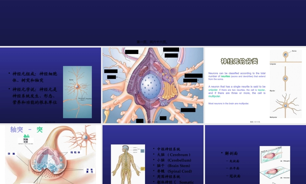3脑结构与认知.pptx