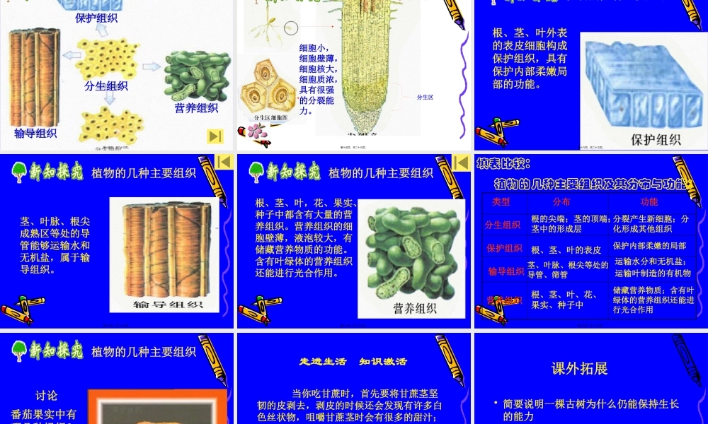 4.2细胞分化形成组织2.pptx