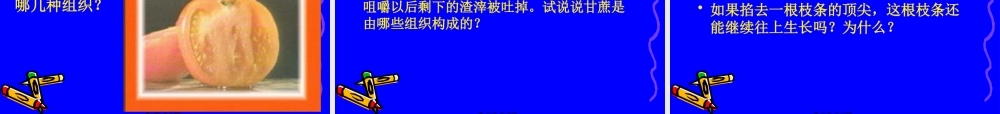 4.2细胞分化形成组织2.pptx