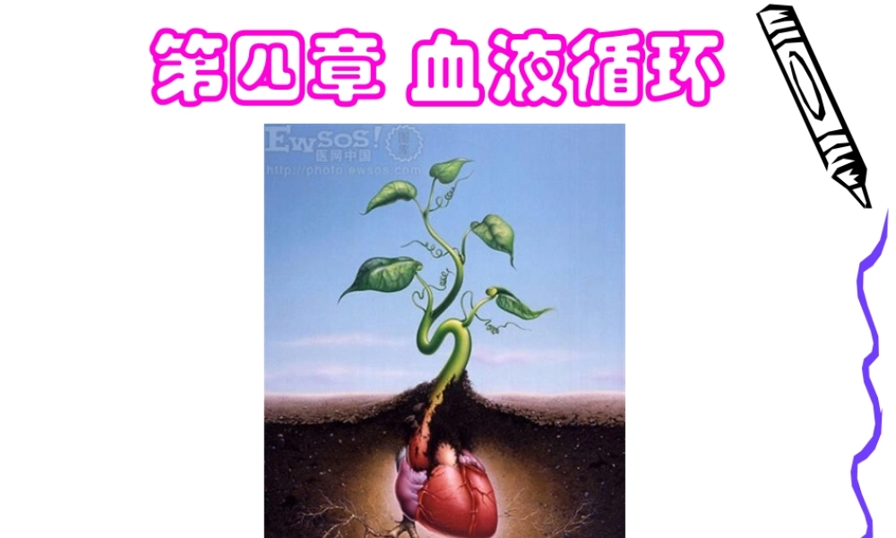4.血液循环.pptx