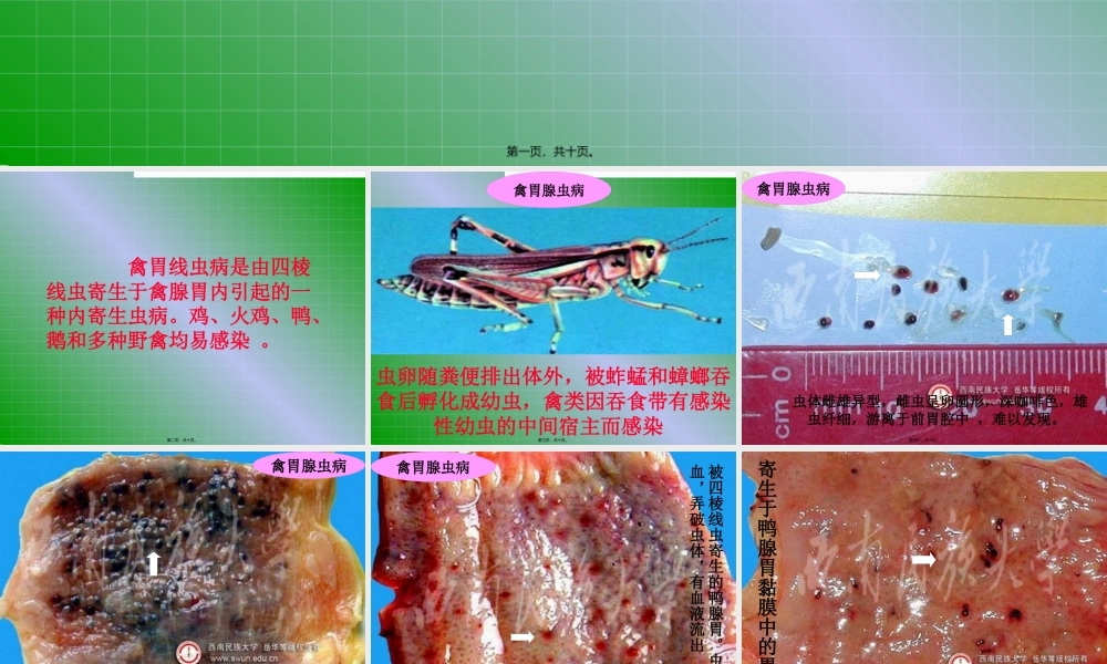 49禽胃线虫病.pptx