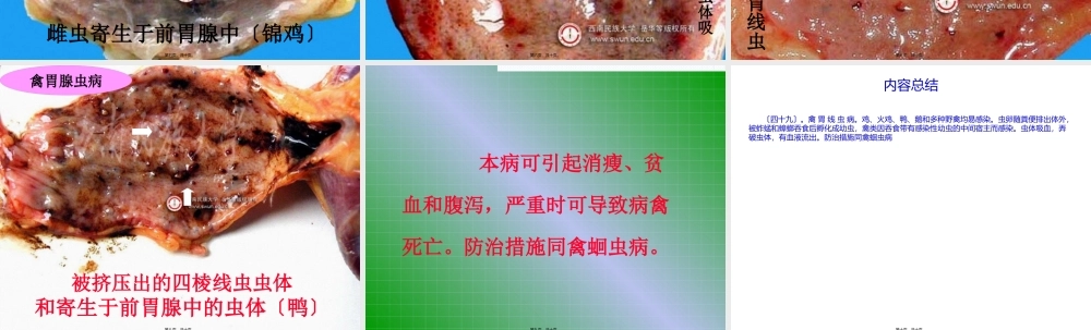 49禽胃线虫病.pptx