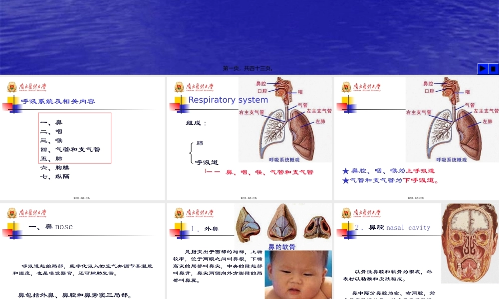 48学时系解-呼吸系统.pptx