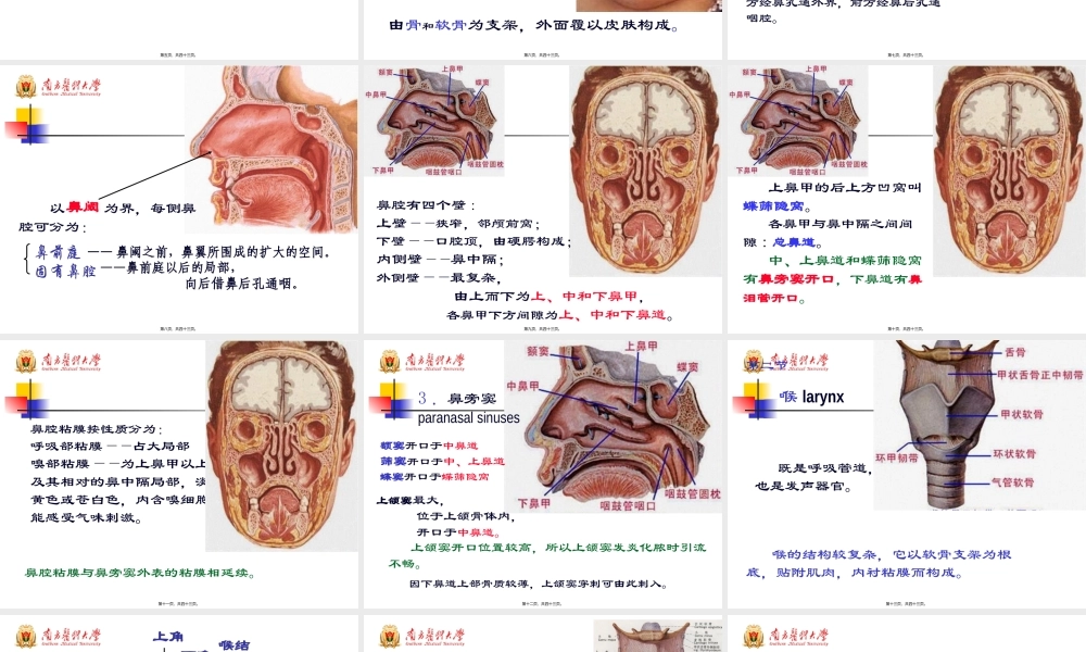 48学时系解-呼吸系统.pptx