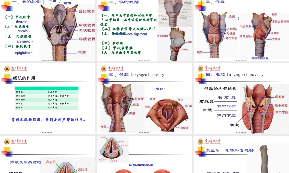 48学时系解-呼吸系统.pptx