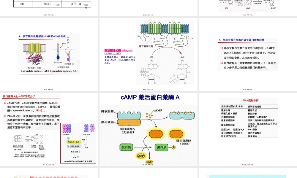 4G蛋白偶联信号通路-(2)汇总.pptx