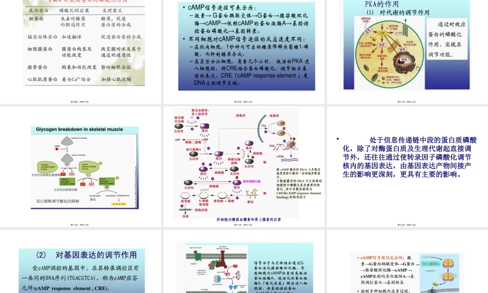 4G蛋白偶联信号通路-(2)汇总.pptx