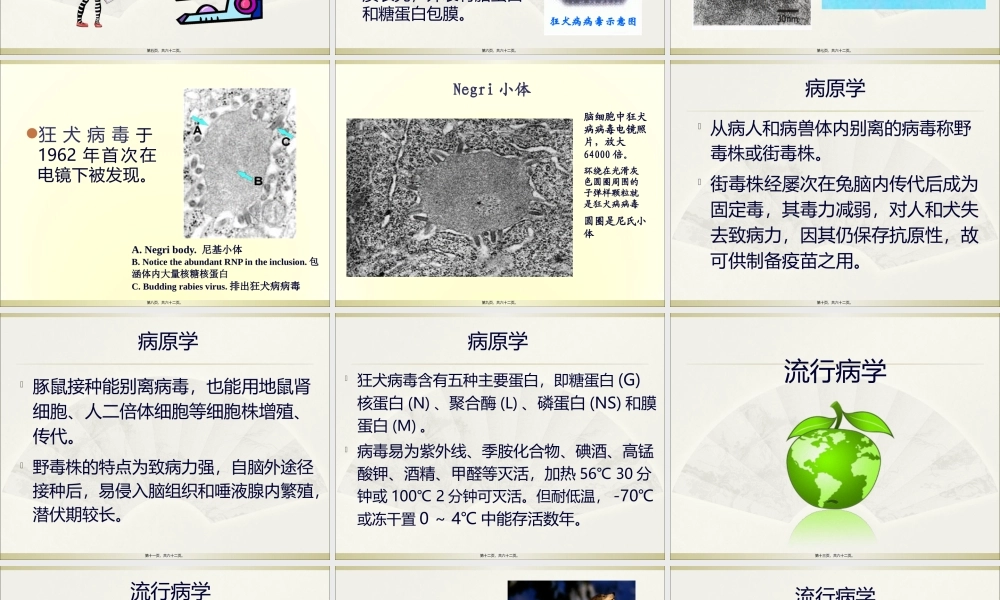 4狂犬病(新).pptx