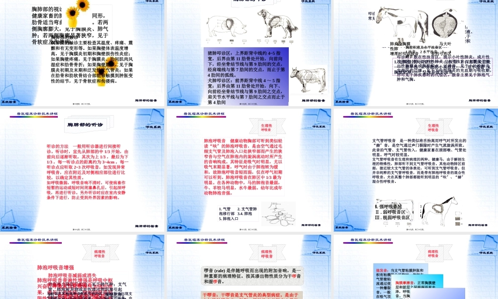 4第四章--呼吸系统的检查.pptx