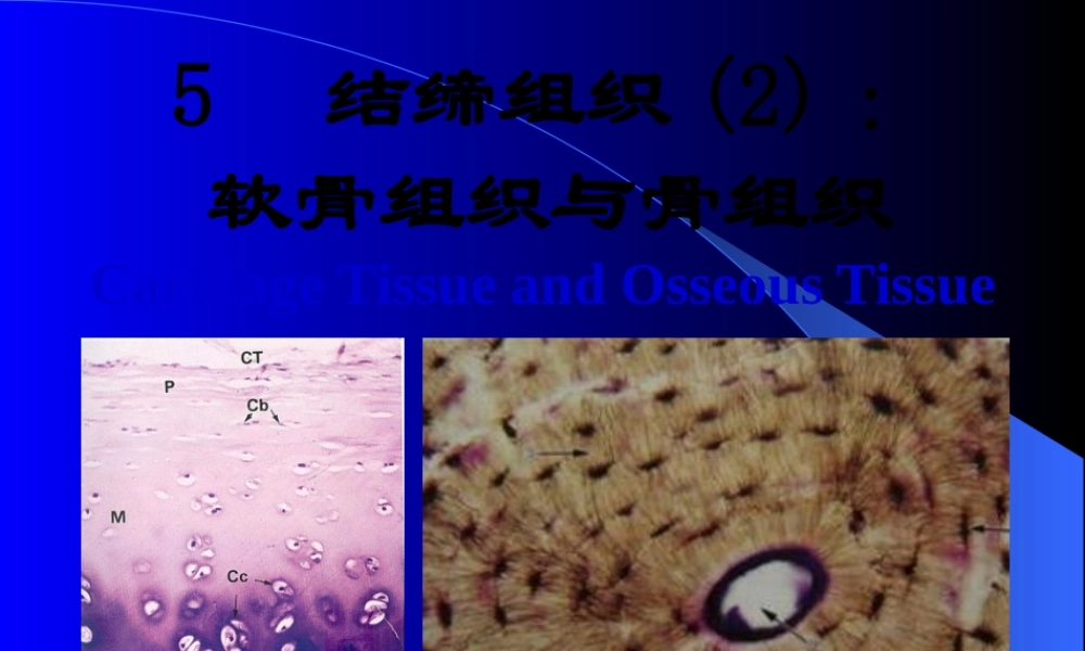 5--软骨组织与骨组织.pptx