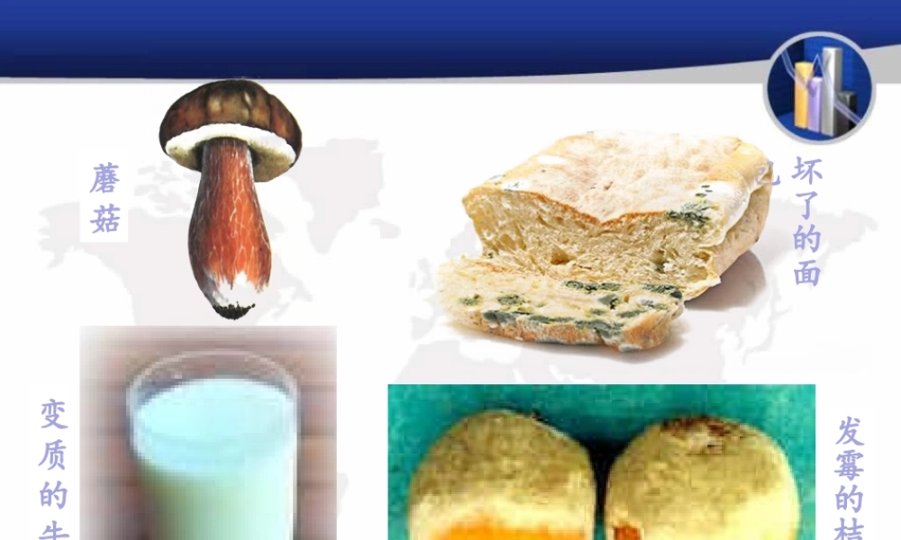 5-4-1-细菌和真菌的分布.ppt