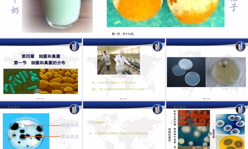 5-4-1-细菌和真菌的分布.ppt