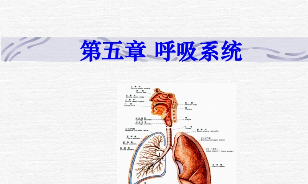 5-呼吸、泌尿.pptx