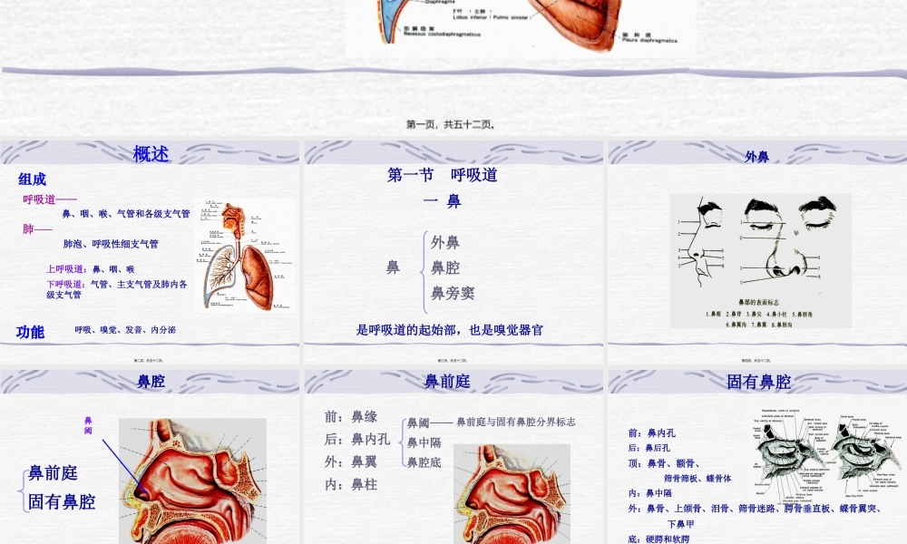 5-呼吸、泌尿.pptx