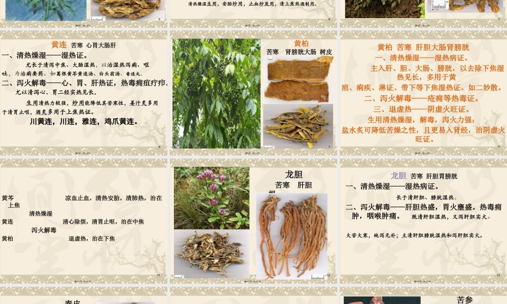 5-清热燥湿药.pptx