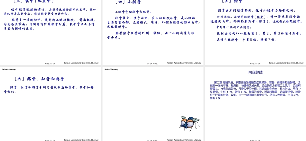 5-骨骼-四肢.pptx