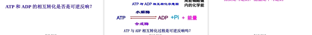 5.2-细胞的能量“通货”——ATP.pptx