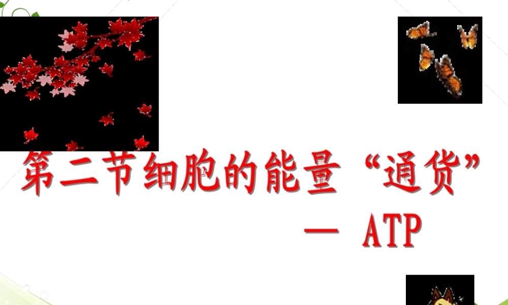 5.2-细胞的能量通货-ATP.pptx