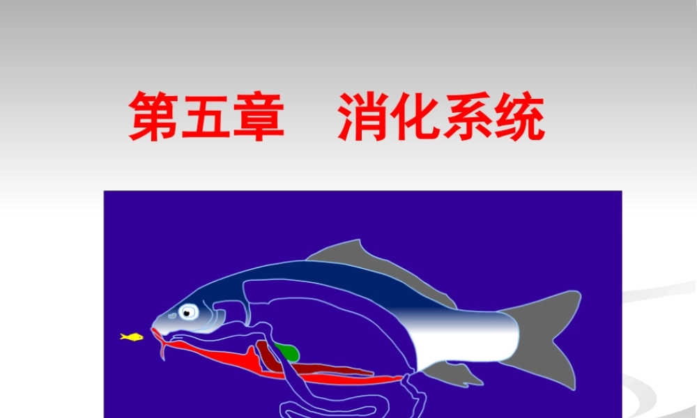 5.消化系统.ppt