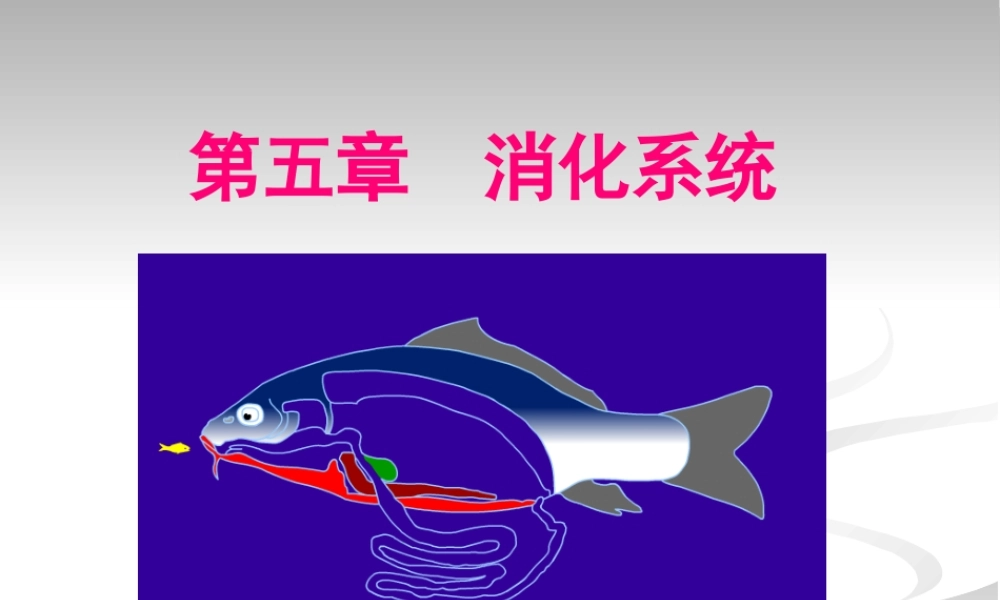 5.消化系统.pptx