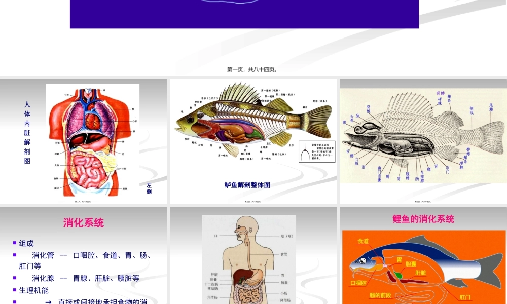 5.消化系统.pptx