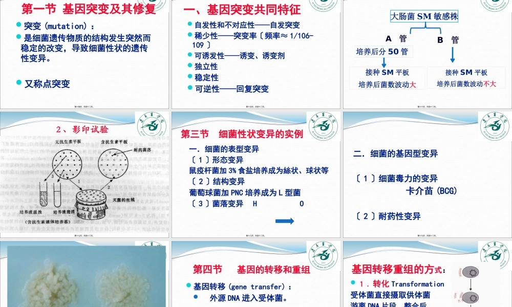 5.细菌的遗传与变异.pptx