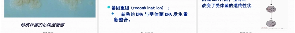 5.细菌的遗传与变异.pptx