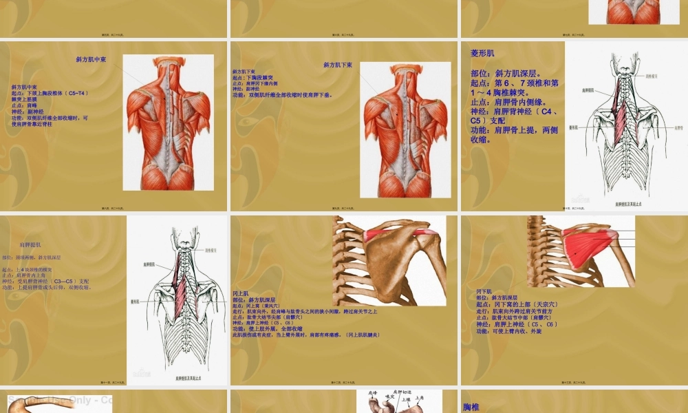 5.项背部疼痛及手法.pptx