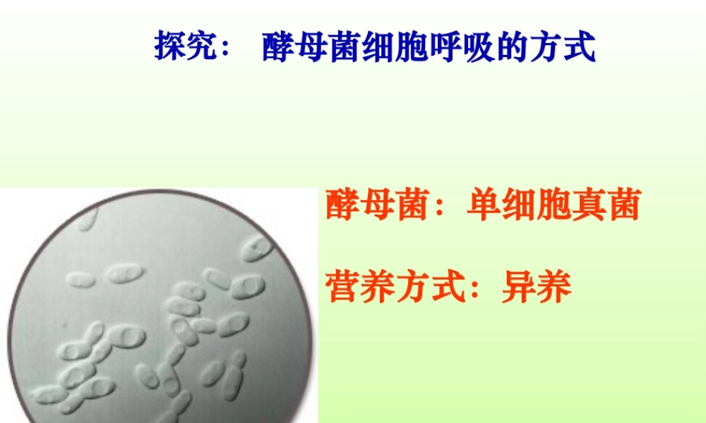 531细胞呼吸之酵母菌细胞呼吸方式.pptx