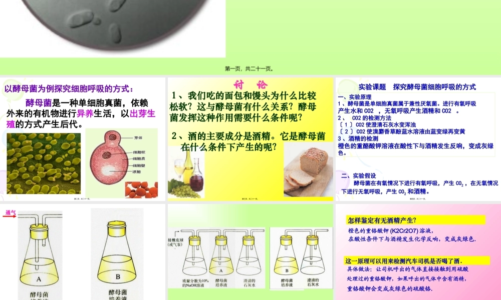 531细胞呼吸之酵母菌细胞呼吸方式.pptx
